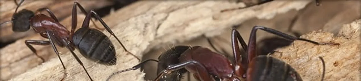 Close-up of ants on wood showing an active ant infestation in Wichita, KS
