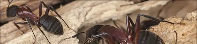Close-up of ants on wood showing an active ant infestation in Wichita, KS