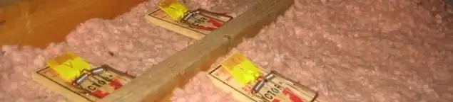 Mouse traps placed in an attic for rodent control in Wichita, KS