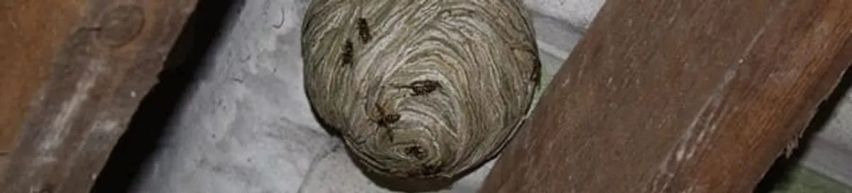 Wasp nest in an attic space, a common home infestation risk in Wichita, KS