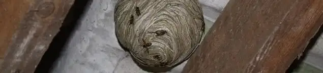 Wasp nest in an attic space, a common home infestation risk in Wichita, KS