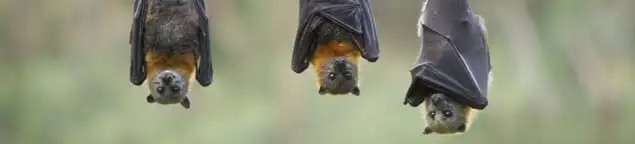 Bats roosting together, a common sign of a bat infestation in Wichita, KS
