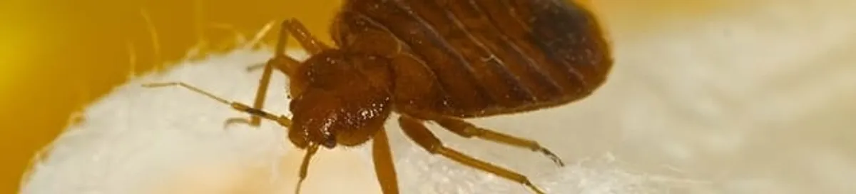 Close-up of a bed bug, a sign of an active infestation in Wichita, KS
