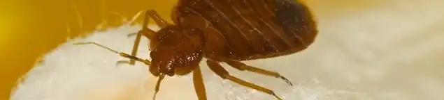 Close-up of a bed bug, a sign of an active infestation in Wichita, KS