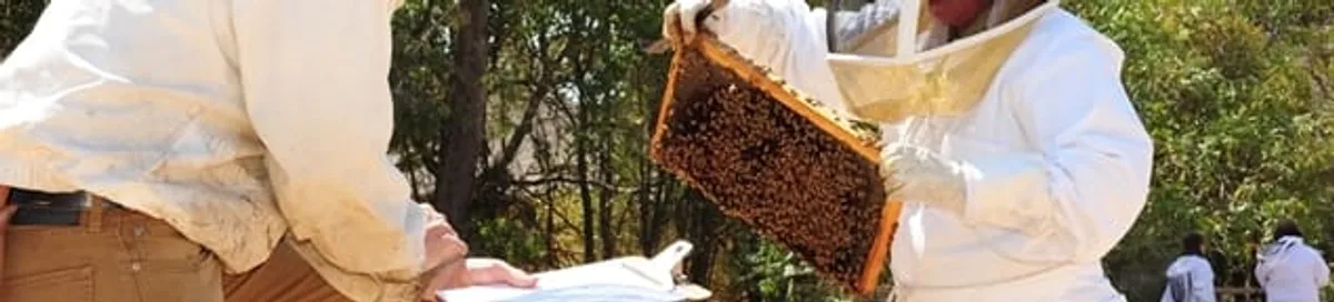Bee removal specialists relocating a hive and honeycomb safely in Wichita, KS