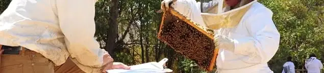 Bee removal specialists relocating a hive and honeycomb safely in Wichita, KS