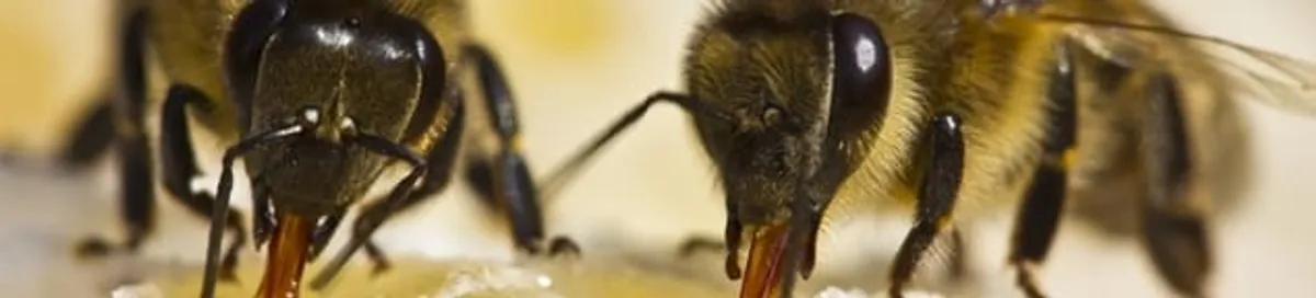 Close-up of honey bees, a sign of a nearby hive in Wichita, KS