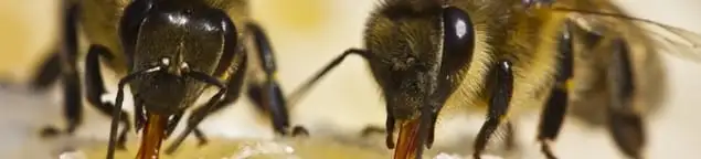 Close-up of honey bees, a sign of a nearby hive in Wichita, KS