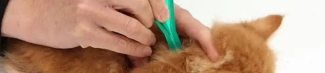 Flea treatment for pets using a flea comb, a sign of flea problems in Wichita, KS