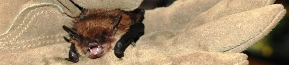 Bat removal specialist holding a bat safely during humane exclusion in Wichita, KS