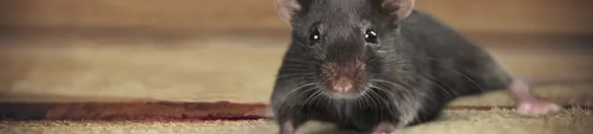 Mouse indoors, a common sign of a rodent infestation in Wichita, KS