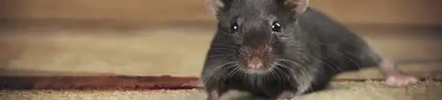 Mouse indoors, a common sign of a rodent infestation in Wichita, KS