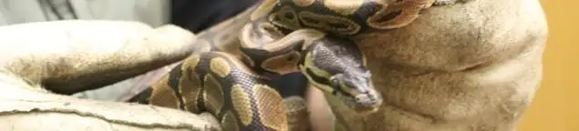 Snake removal specialist safely handling a snake with protective gloves in Wichita, KS