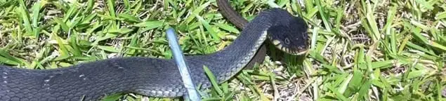 Snake in a yard, a common sign of a snake problem near a home in Wichita, KS