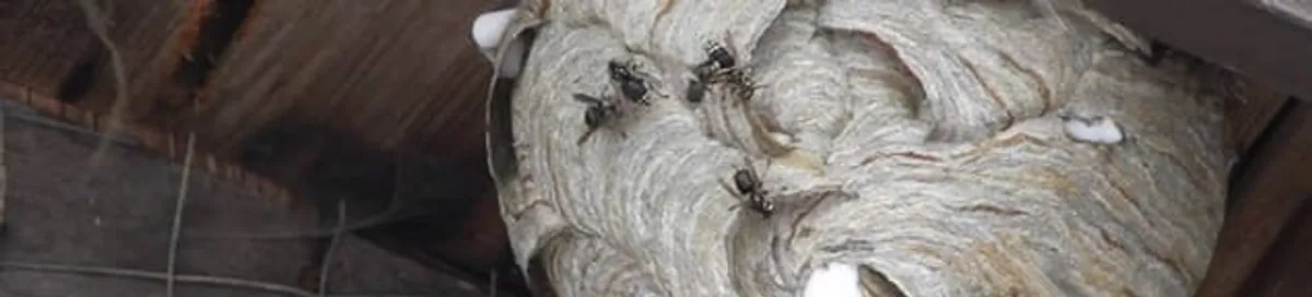 Close-up of a wasp nest with active wasps, a sign of an infestation in Wichita, KS