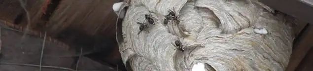 Close-up of a wasp nest with active wasps, a sign of an infestation in Wichita, KS